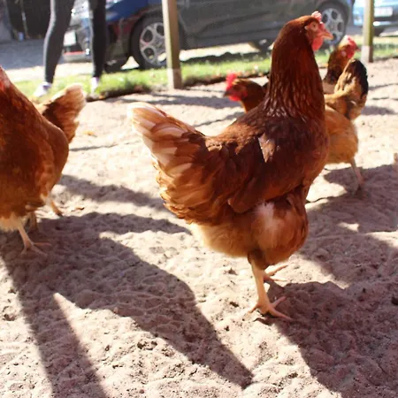 Heidehof Carstens - Wacholder Apartamento Eimke