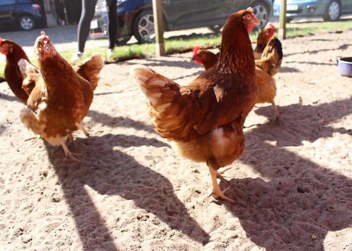 Heidehof Carstens - Wacholder Apartment Eimke